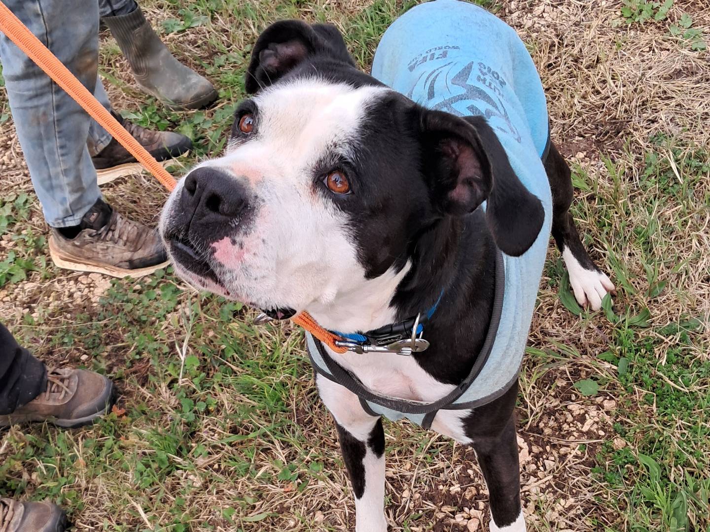 Adotta un cane, femmina, 6 anni e 3 mesi, Agrigento