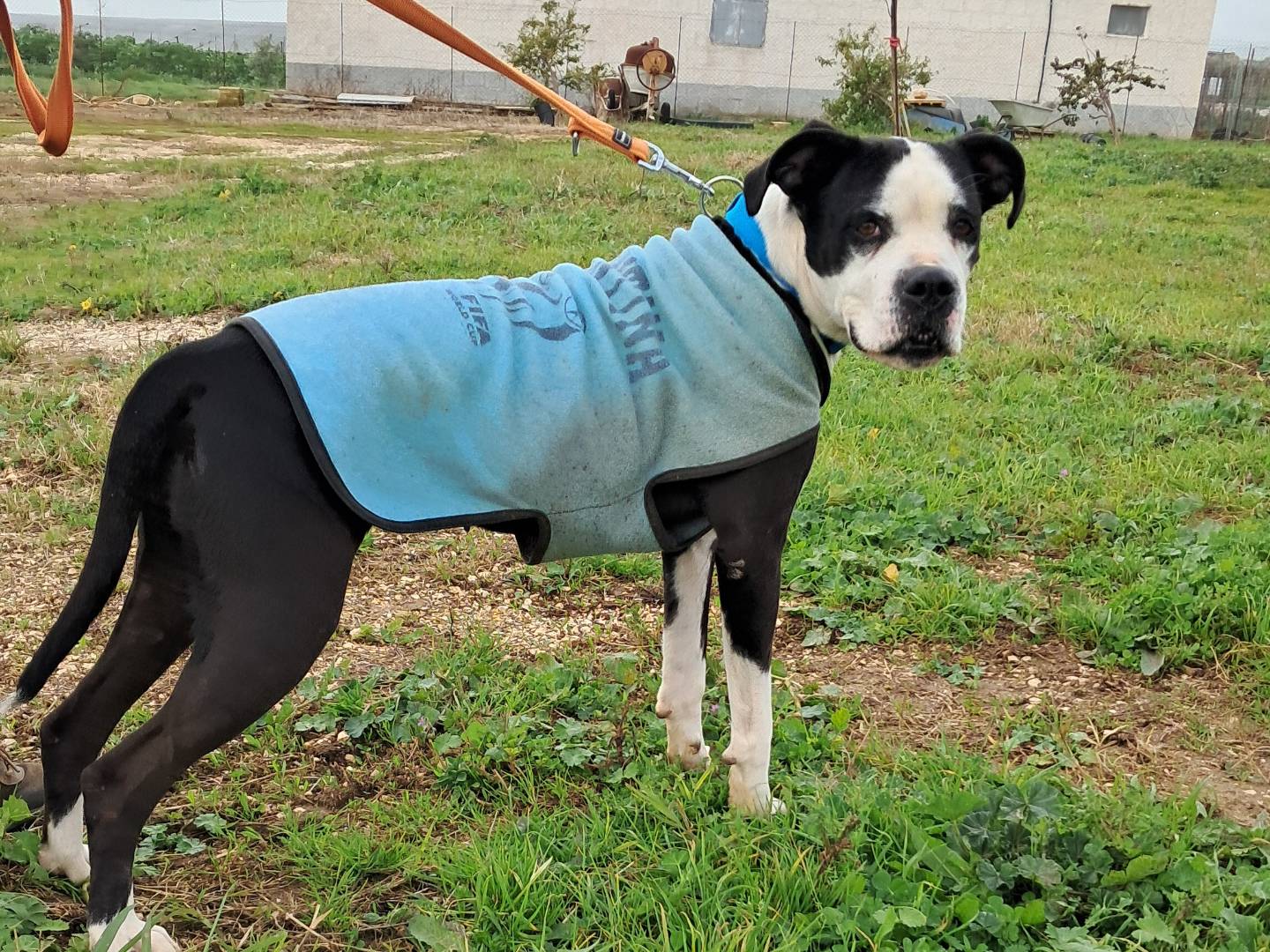 Adotta il cane Nikita a Agrigento