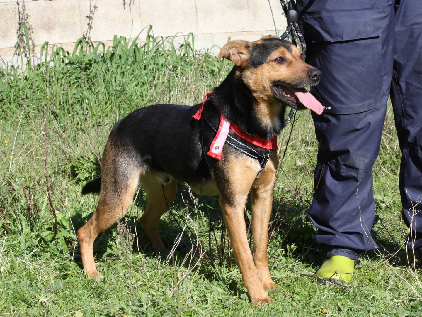 Adotta un cane, maschio, 1 anno e 2 mesi, Bari
