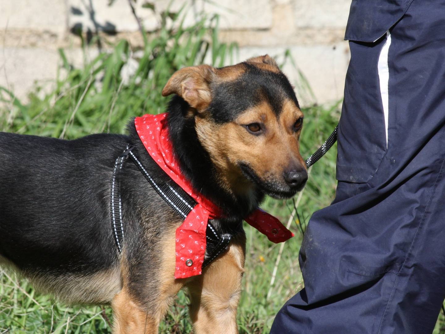 Adotta un cane, taglia media contenuta, maschio, Bari