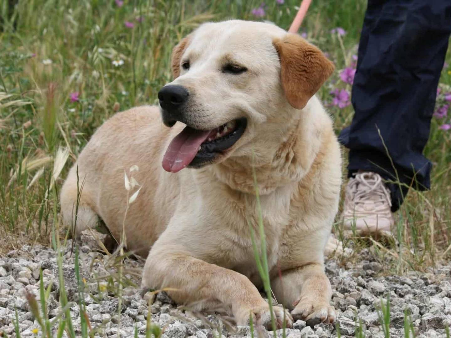 Adozione cane, maschio, Razza sconosciuta Razza sconosciuta, 10 mesi, taglia media, Bari