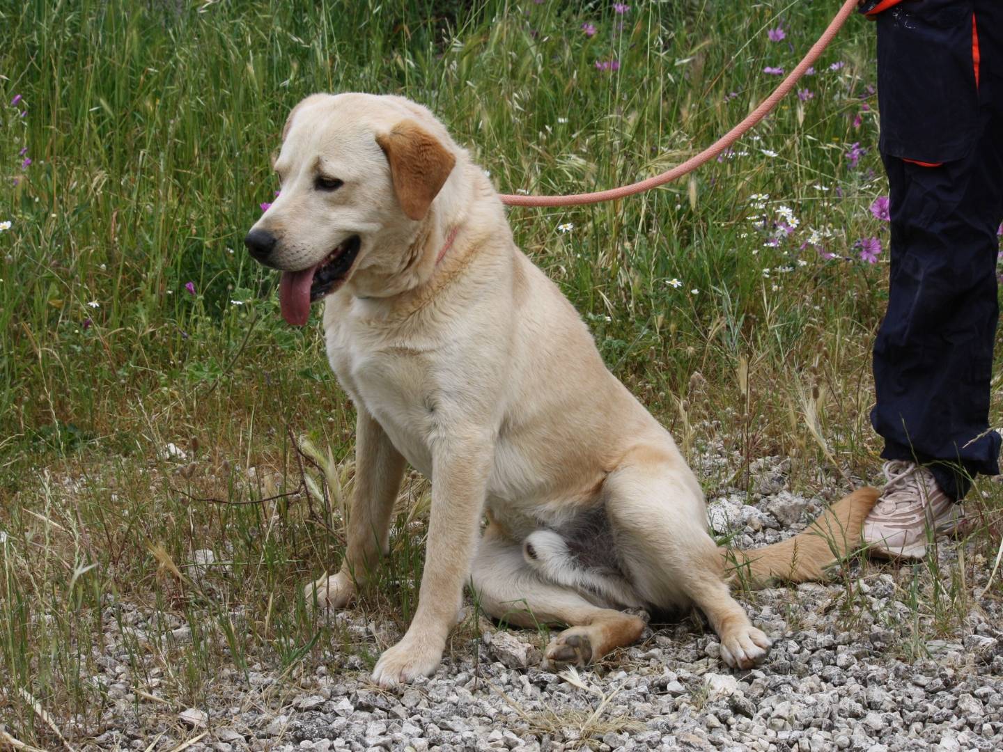 Adotta un cane, maschio, 10 mesi, Bari