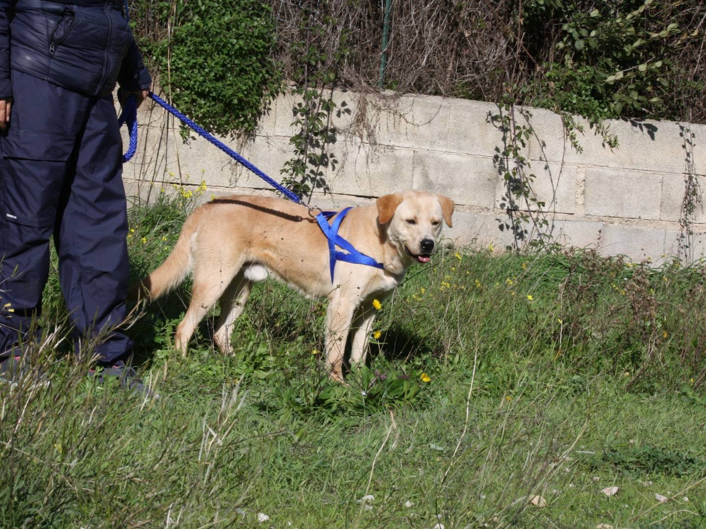 Adotta un cane, taglia media, maschio, Bari