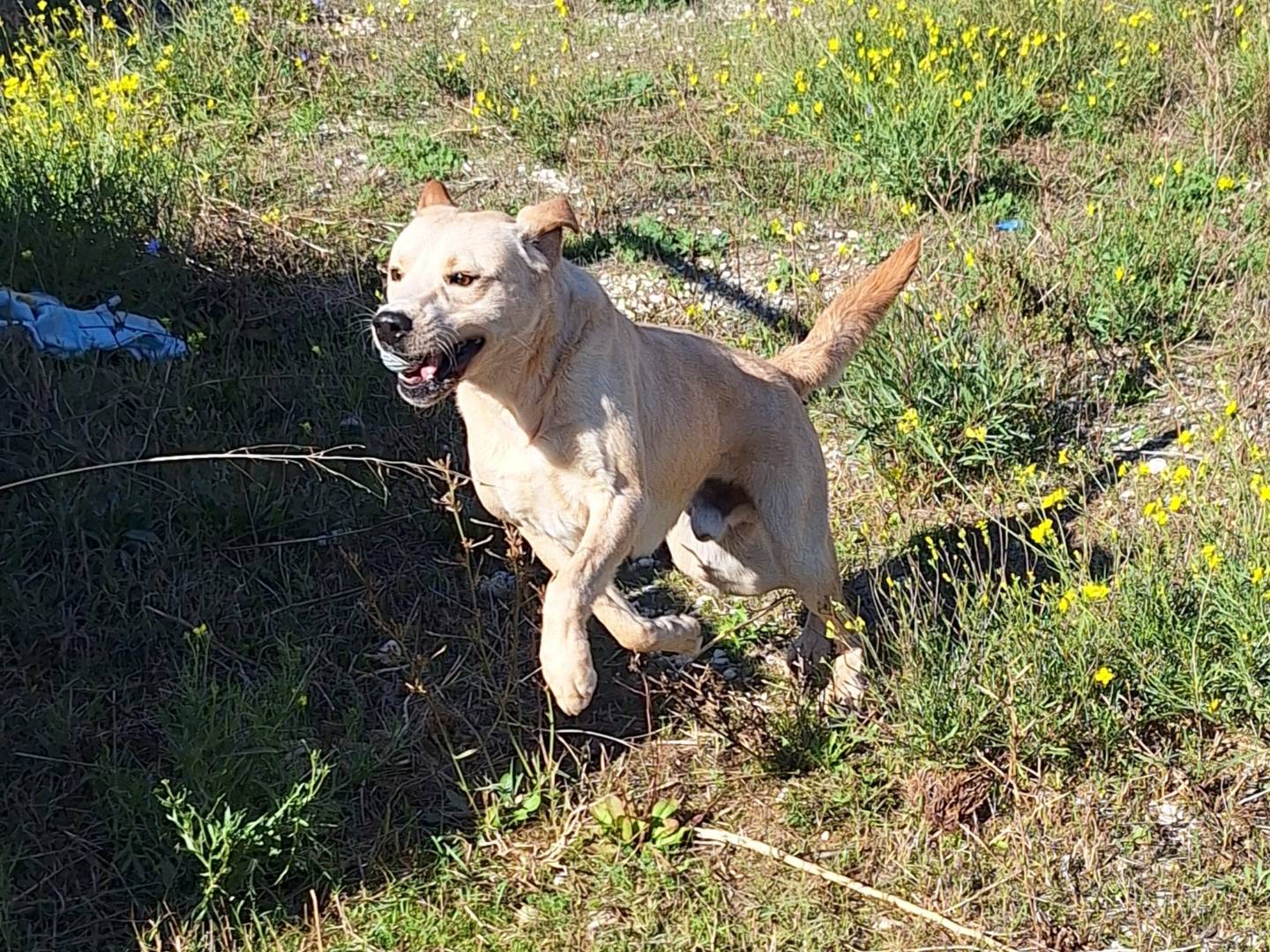 Adotta il cane Garan a Bari