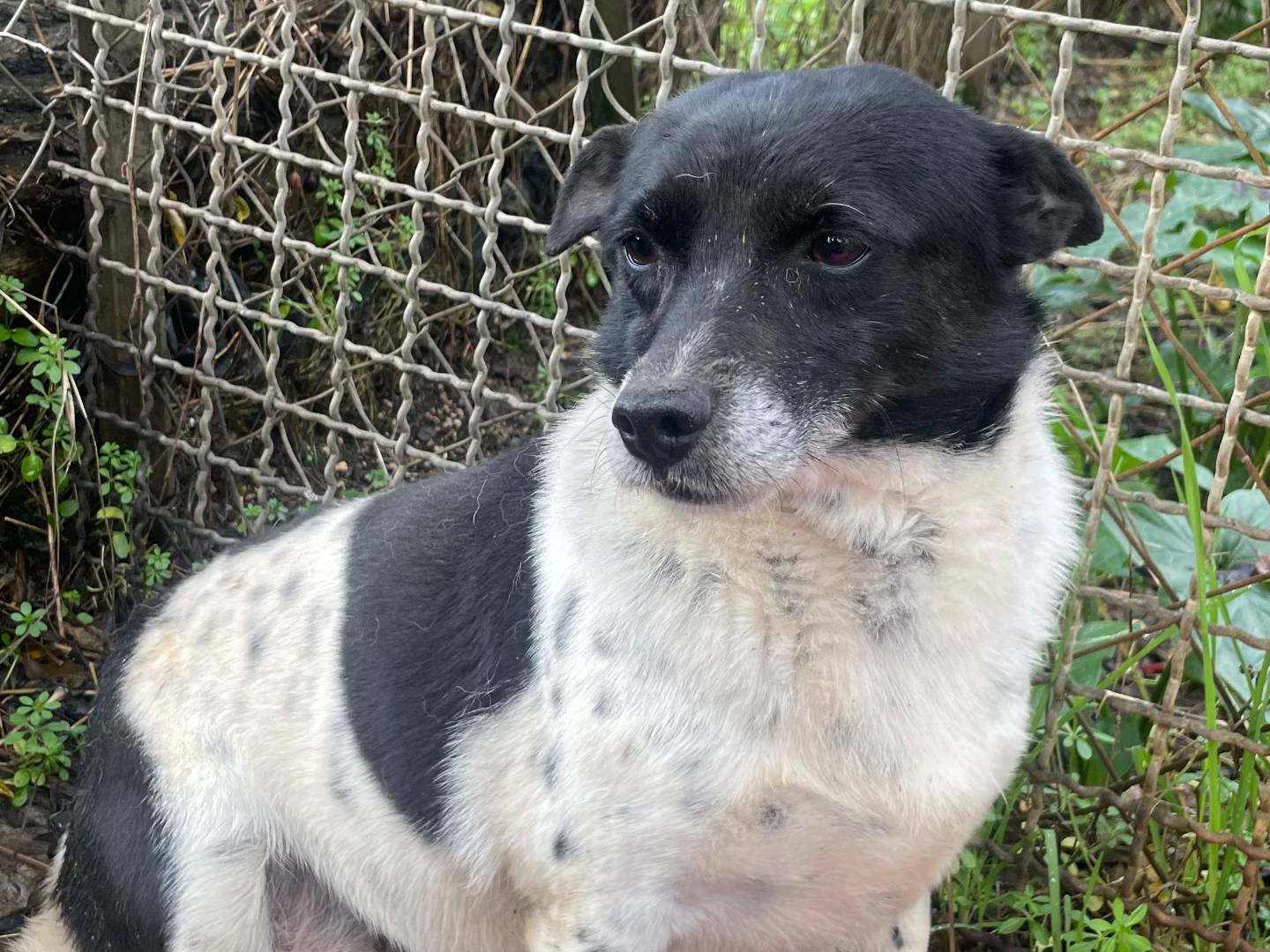 Adozione cane, femmina, Razza sconosciuta Razza sconosciuta, 8 anni e 9 mesi, taglia piccola, Latina