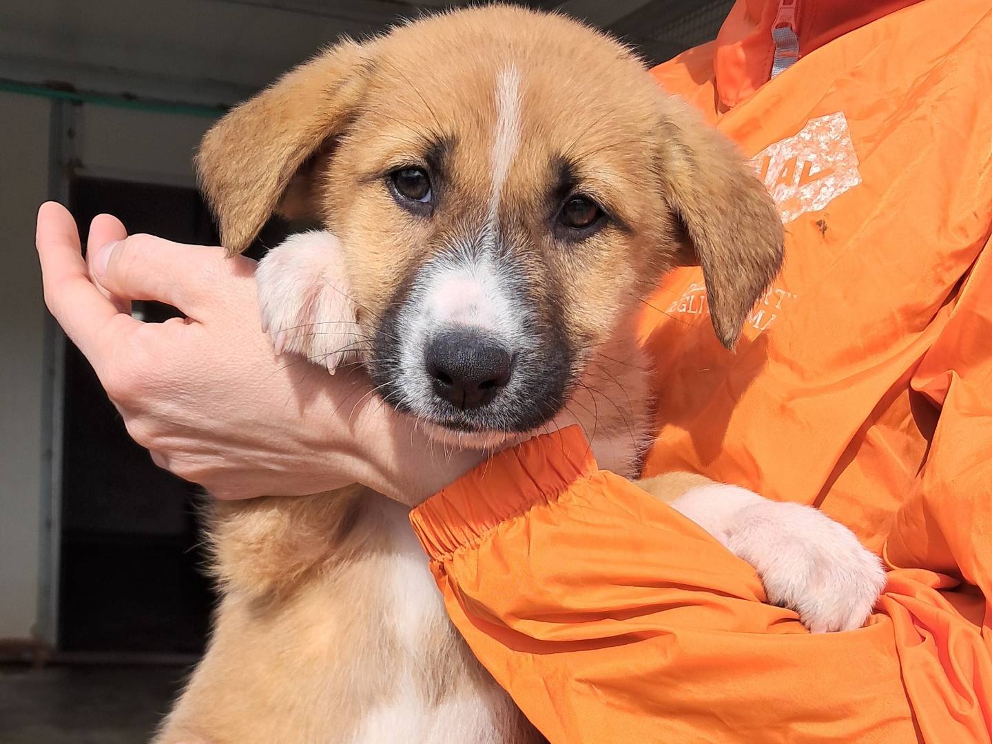 Adozione cane, femmina, Razza sconosciuta Razza sconosciuta, 3 mesi, taglia media, Agrigento