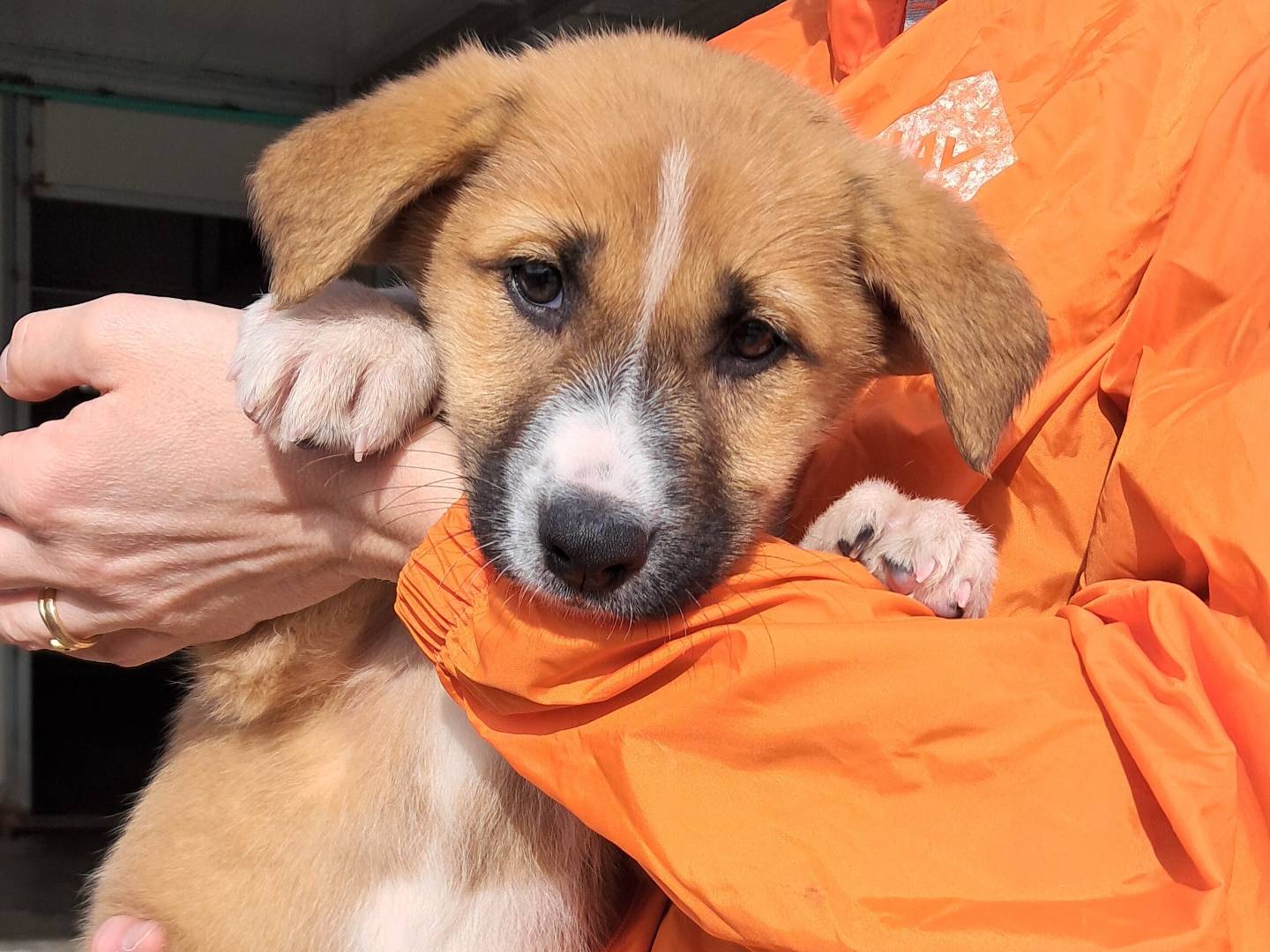 Adotta un cane, femmina, 3 mesi, Agrigento