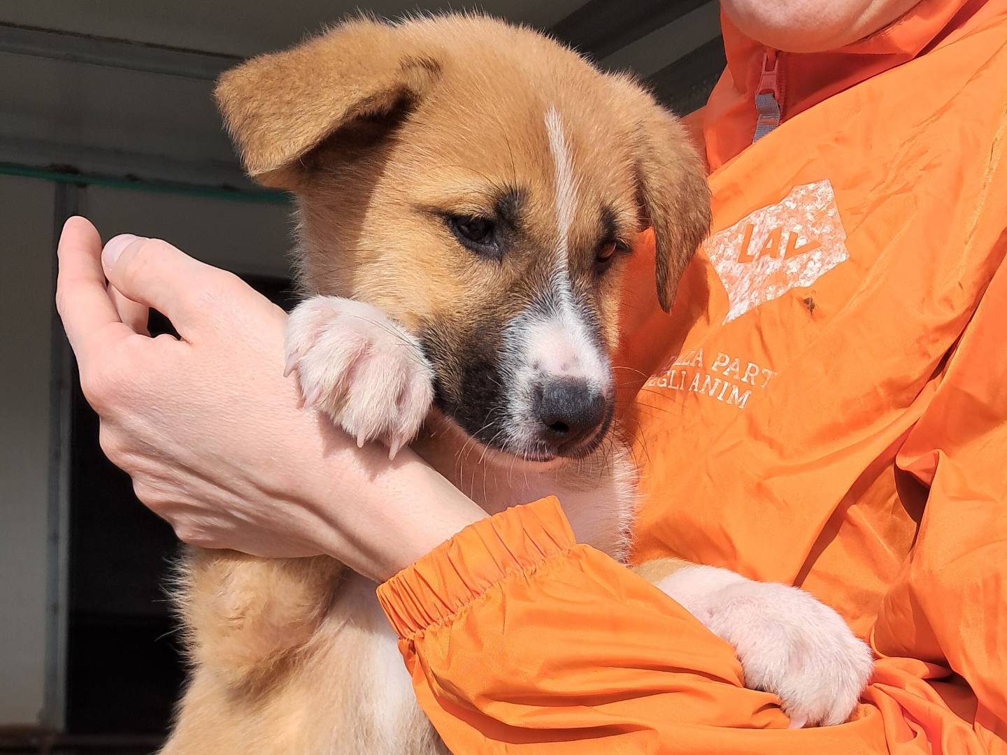 Adotta un cane, taglia media, femmina, Agrigento