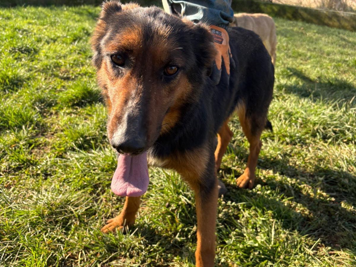 Adozione cane, femmina, Razza sconosciuta Razza sconosciuta, 2 anni e 1 mese, taglia media, Frosinone