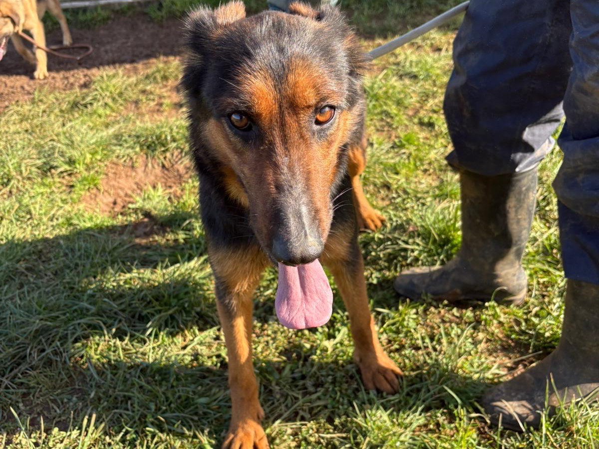 Adotta un cane, femmina, 2 anni e 1 mese, Frosinone