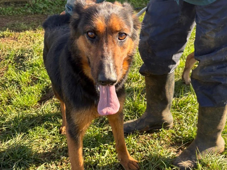 Vuoi adottare un cane a Frosinone?