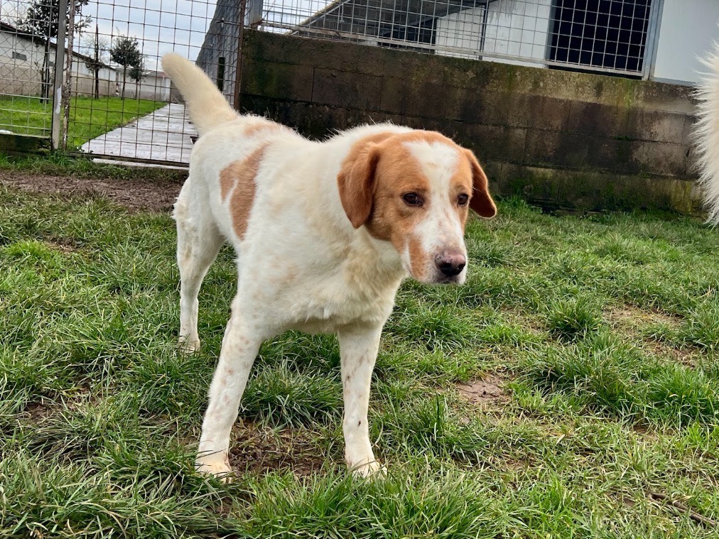 Adozione cane, maschio, Razza sconosciuta Razza sconosciuta, 3 anni e 7 mesi, taglia grande, Frosinone