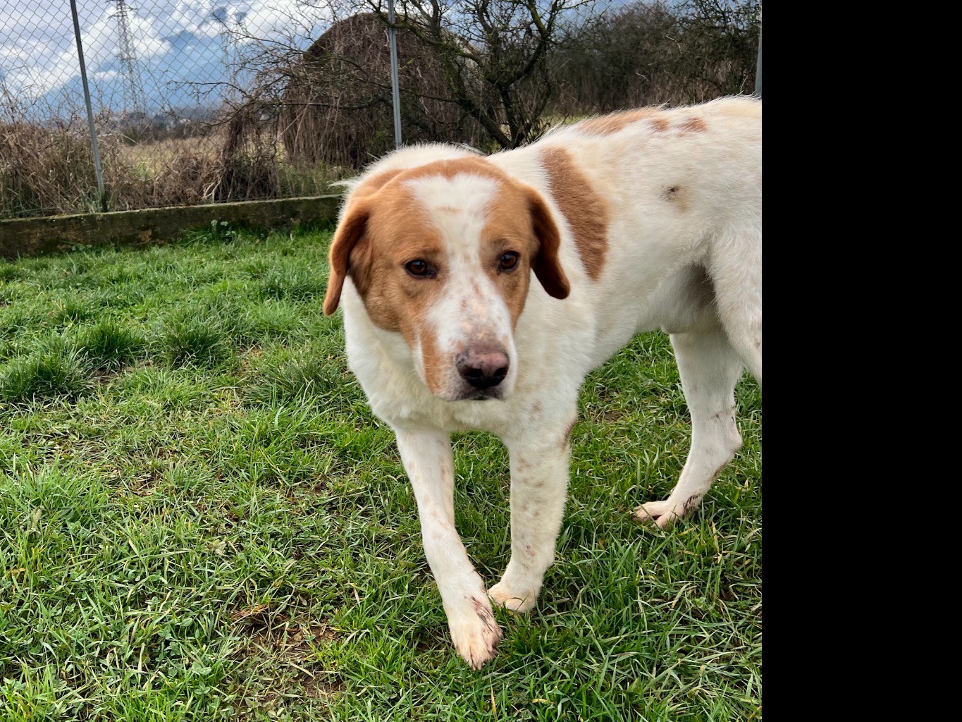 Adotta un cane, maschio, 3 anni e 7 mesi, Frosinone