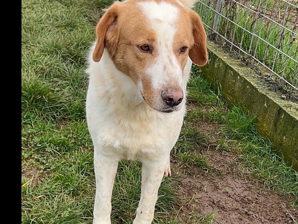 Adotta un cane, taglia grande, maschio, Frosinone
