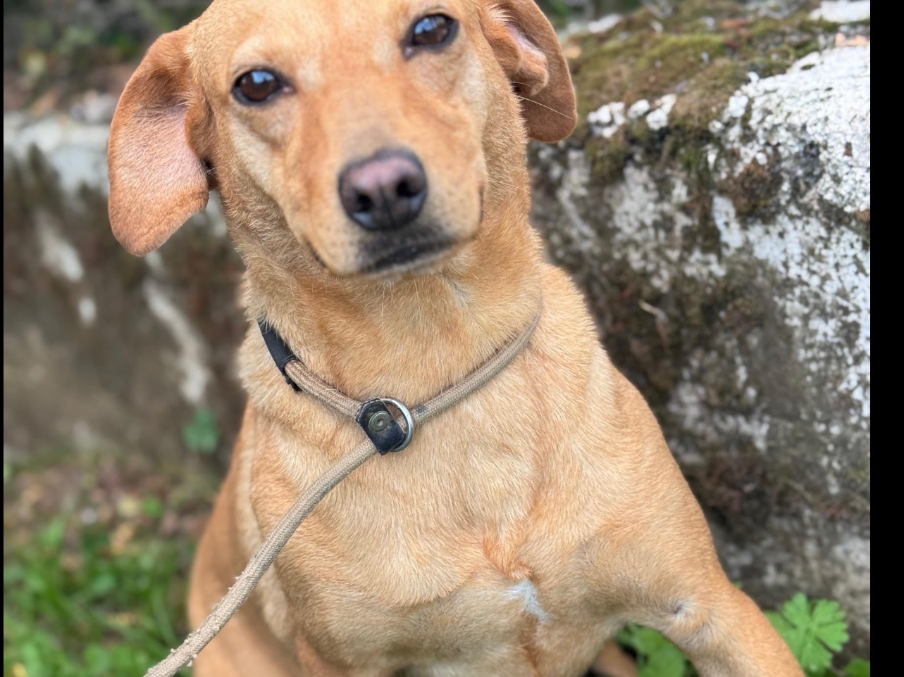 Adotta un cane, femmina, 3 anni e 10 mesi, Frosinone