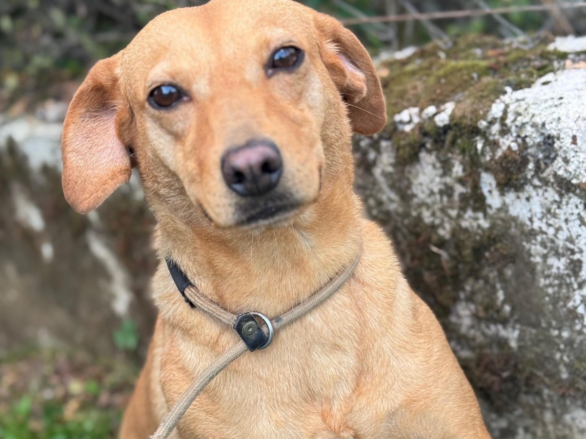 Adozione cane, femmina, Razza sconosciuta Razza sconosciuta, 3 anni e 10 mesi, taglia piccola, Frosinone