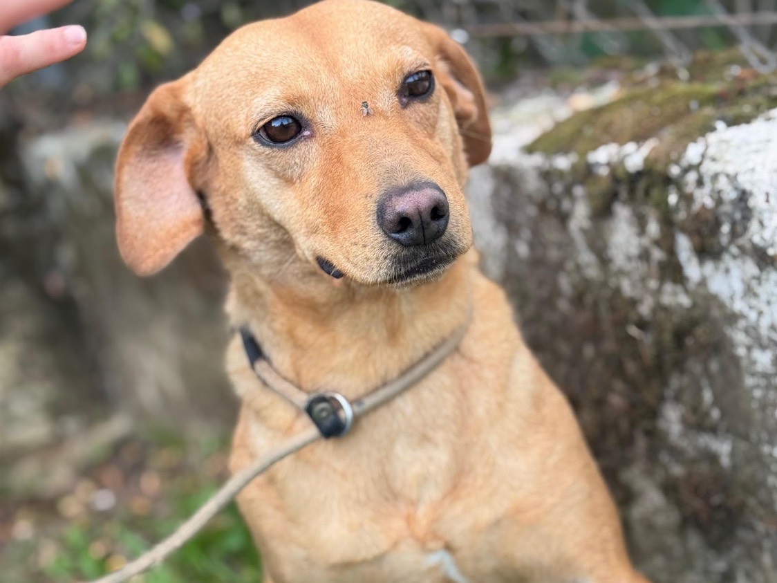 Adotta un cane, taglia piccola, femmina, Frosinone