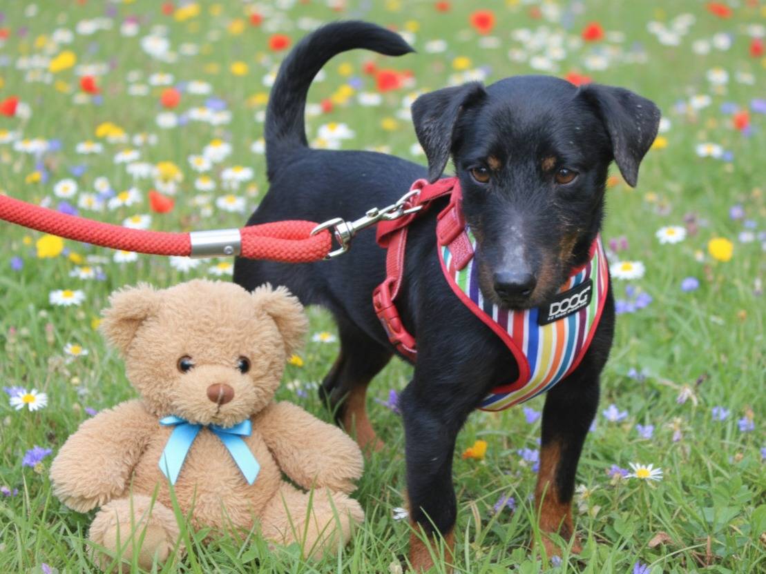 Adozione cane, maschio, Razza sconosciuta Razza sconosciuta, 3 anni e 9 mesi, taglia piccola, Lecce