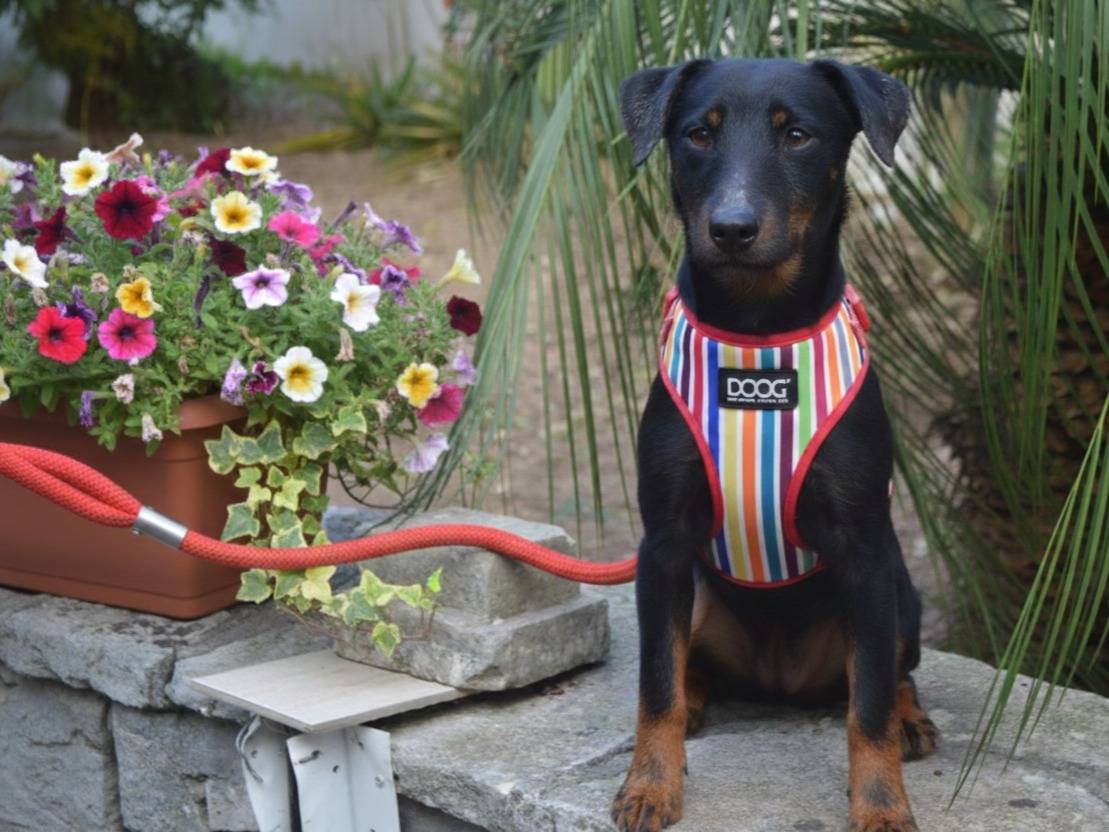 Adotta un cane, taglia piccola, maschio, Lecce