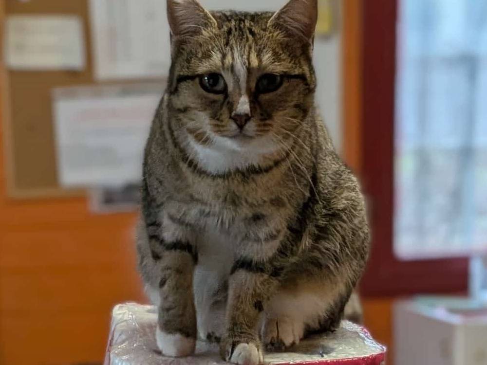 Adotta un gatto, taglia non valida, femmina, Parma