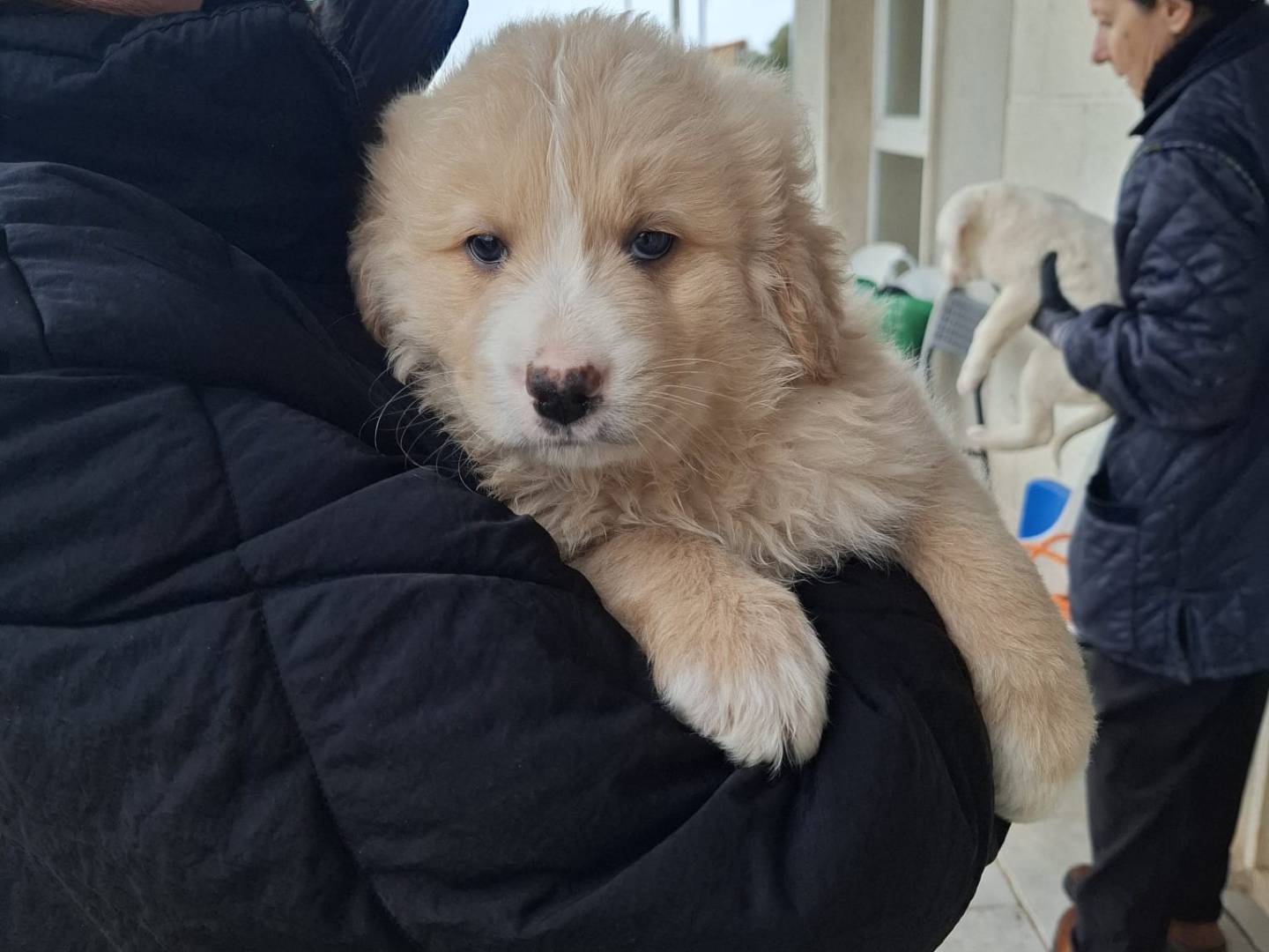 Vuoi adottare un cane a Milano?