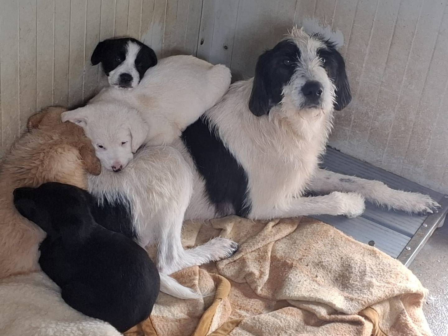 Adotta il cane AXEL a Milano