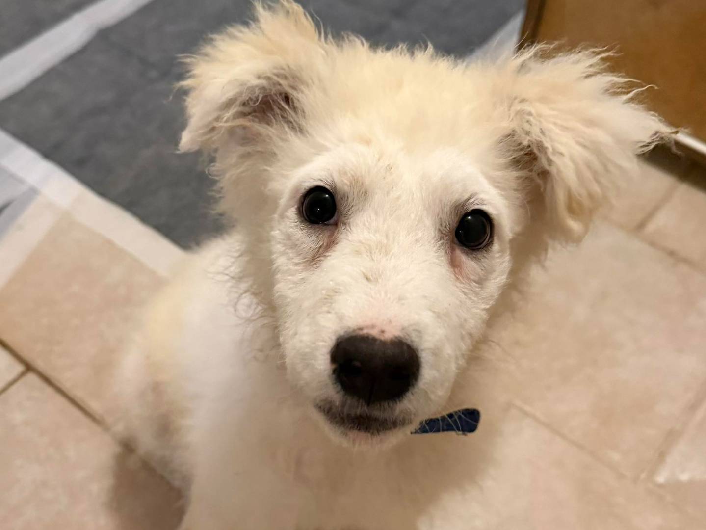 Adozione cane, maschio, Pastore maremmano Razza sconosciuta, 5 mesi, taglia grande, Matera