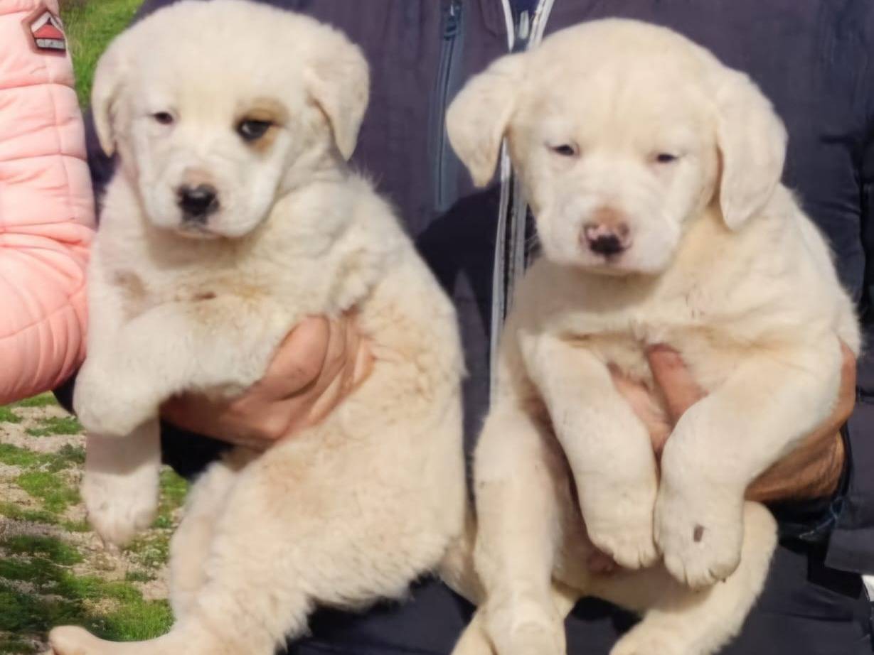 Vuoi adottare un cane a Padova?