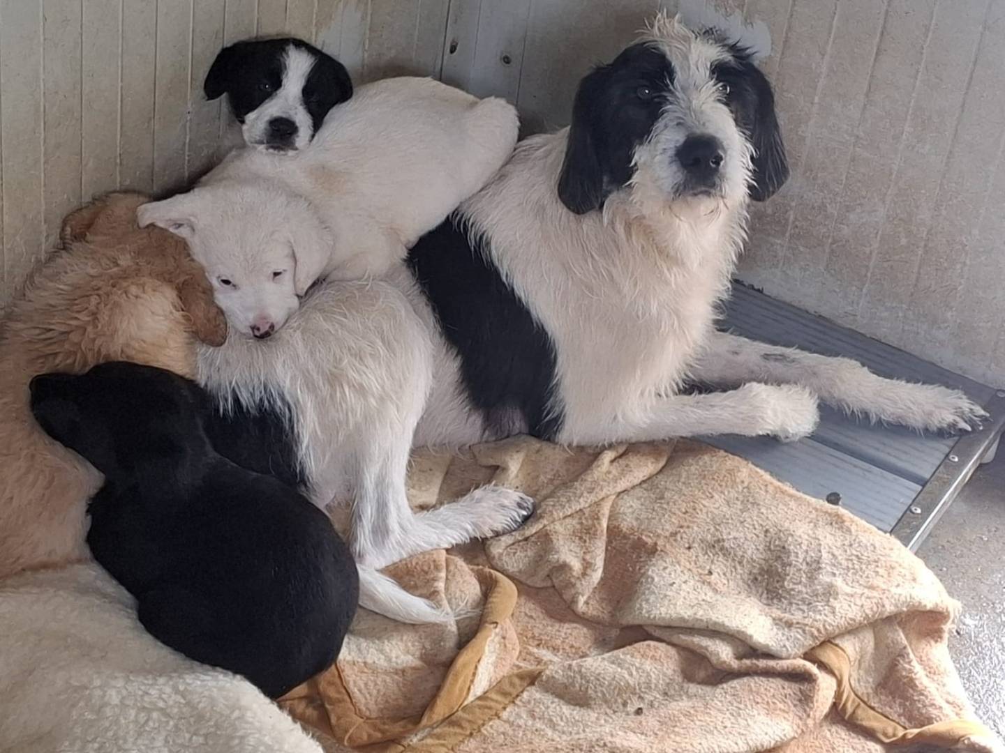 Adotta il cane ANNIE a Padova