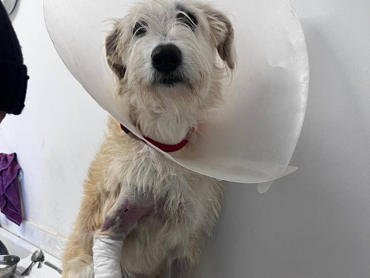 Adotta un cane, taglia media, femmina, Bari