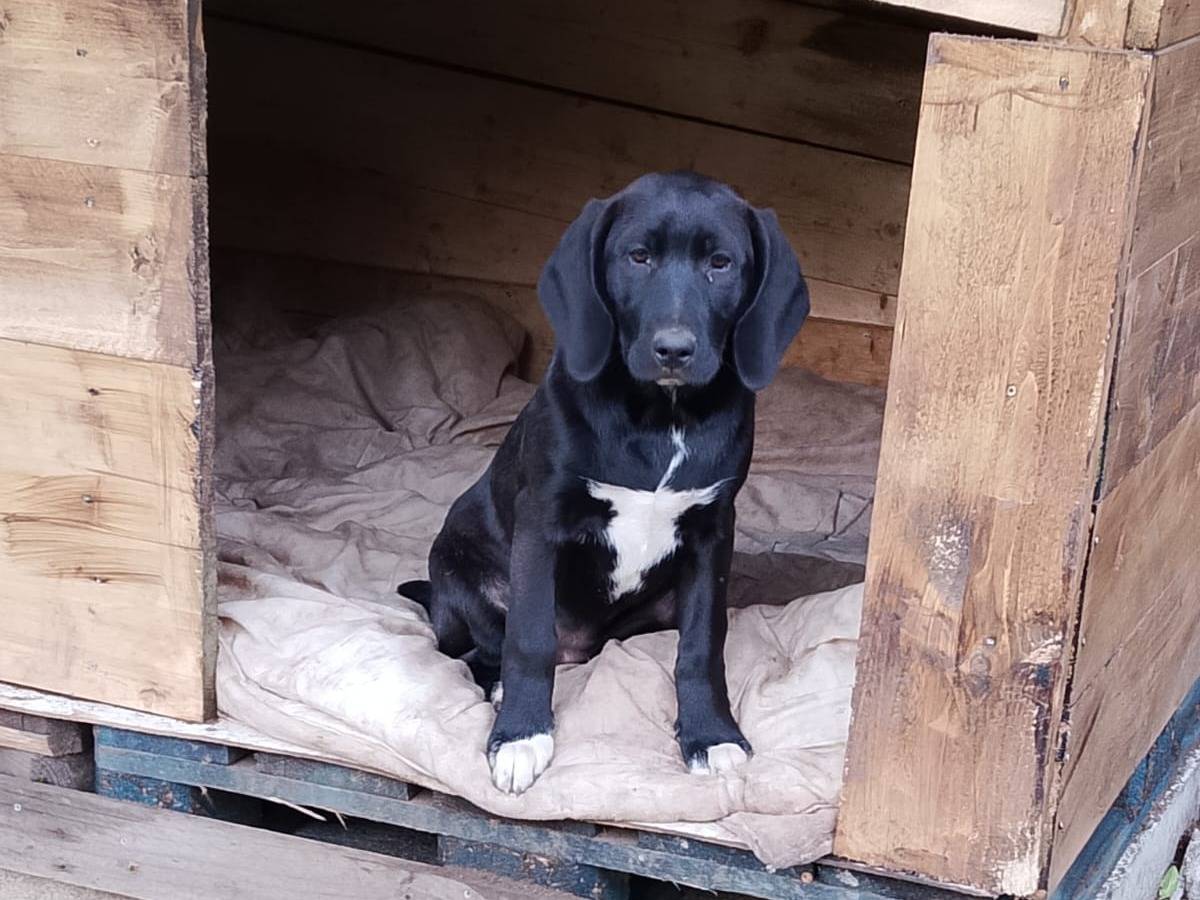 Vuoi adottare un cane a Vibo?