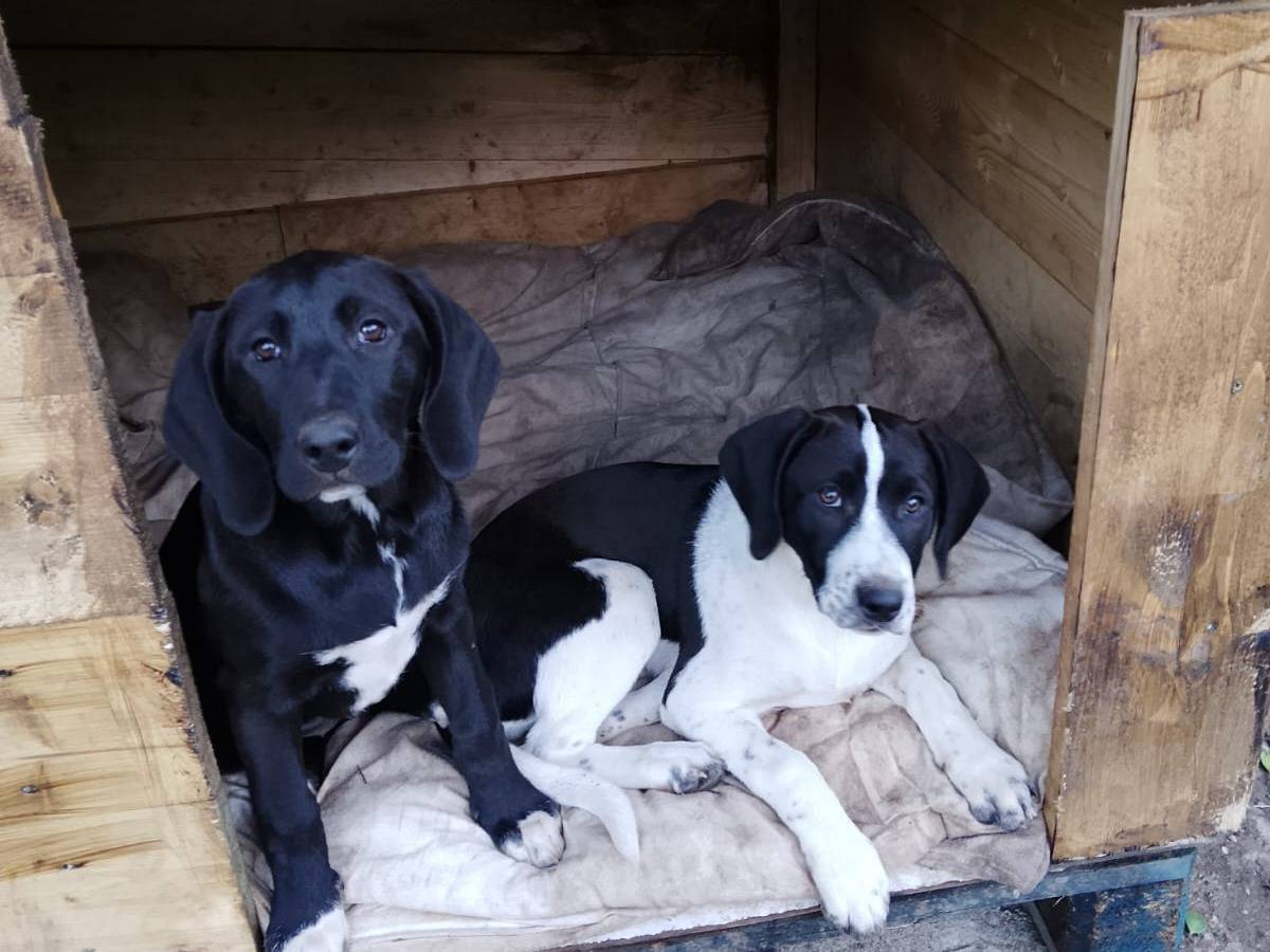 Adotta il cane DINA a Vibo