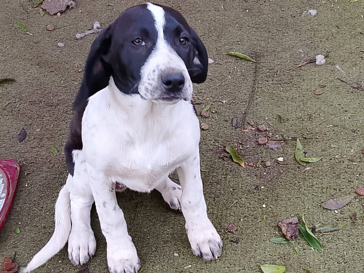 Adotta un cane, taglia media, femmina, Vibo
