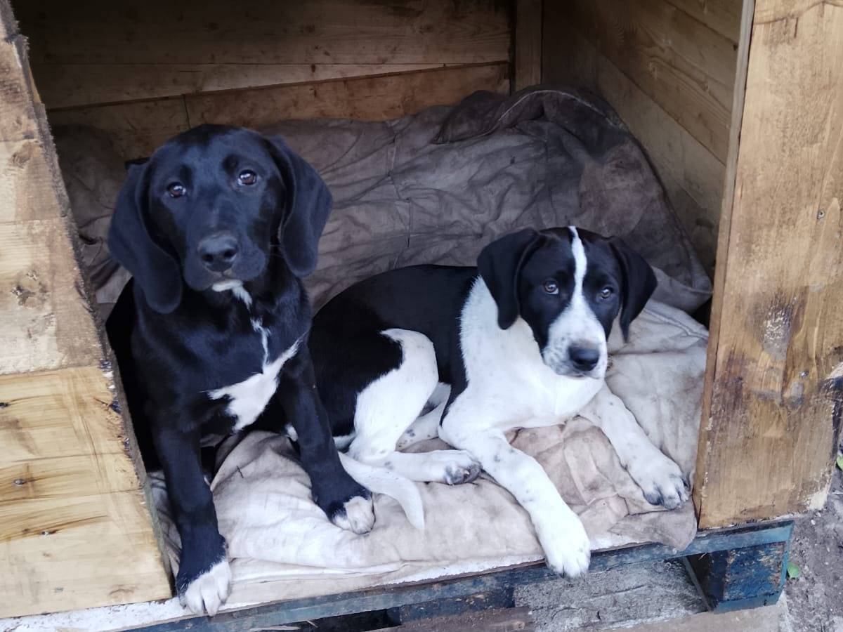 Vuoi adottare un cane a Vibo?