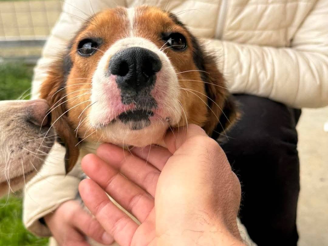 Vuoi adottare un cane a Cosenza?