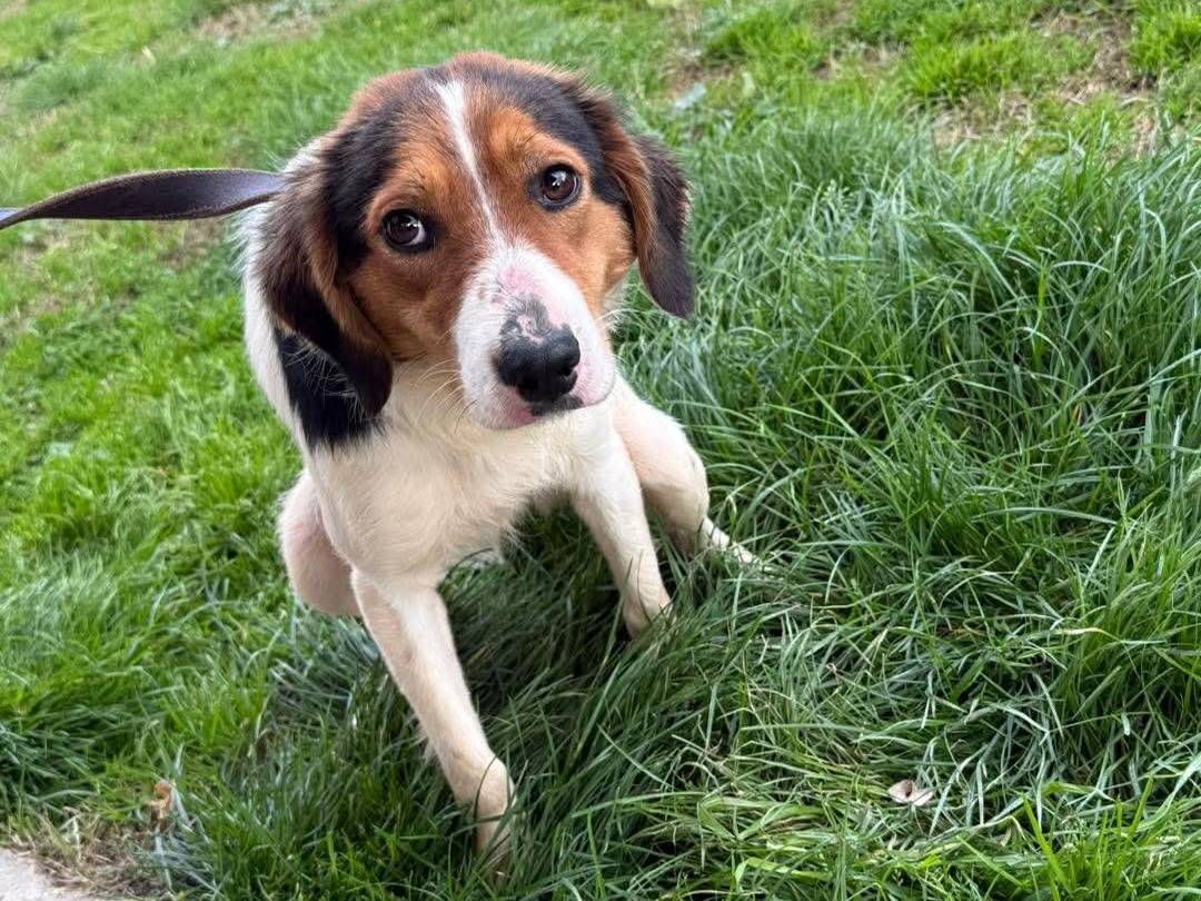 Adotta il cane Megy  a Cosenza