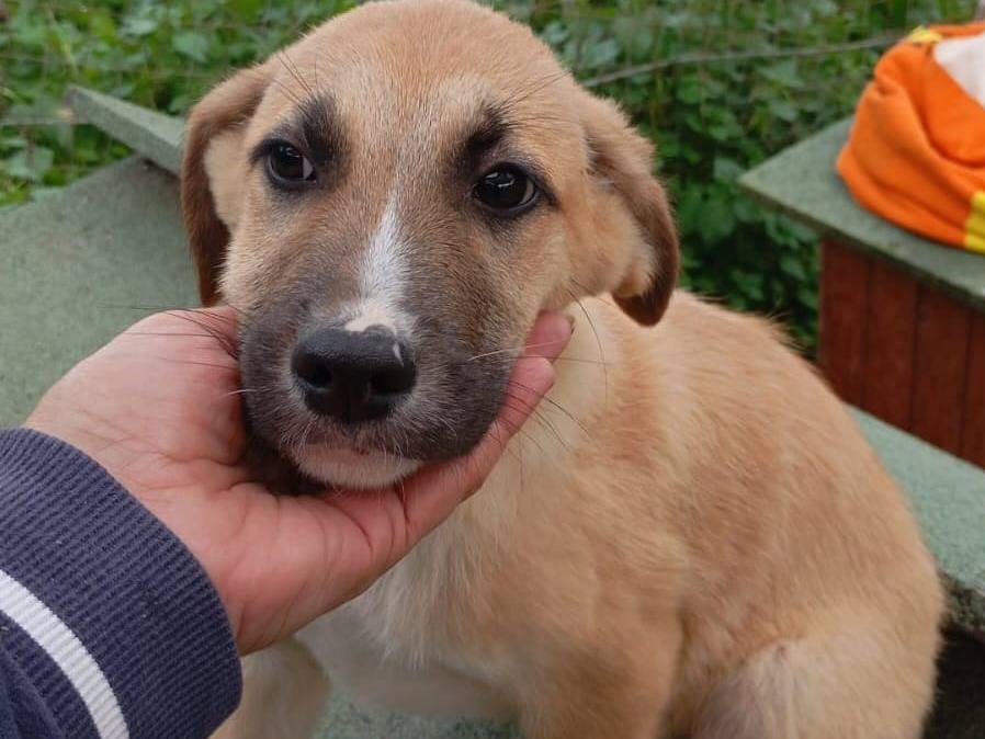 Adozione cane, maschio, Razza sconosciuta Razza sconosciuta, 4 mesi, taglia media, Vibo
