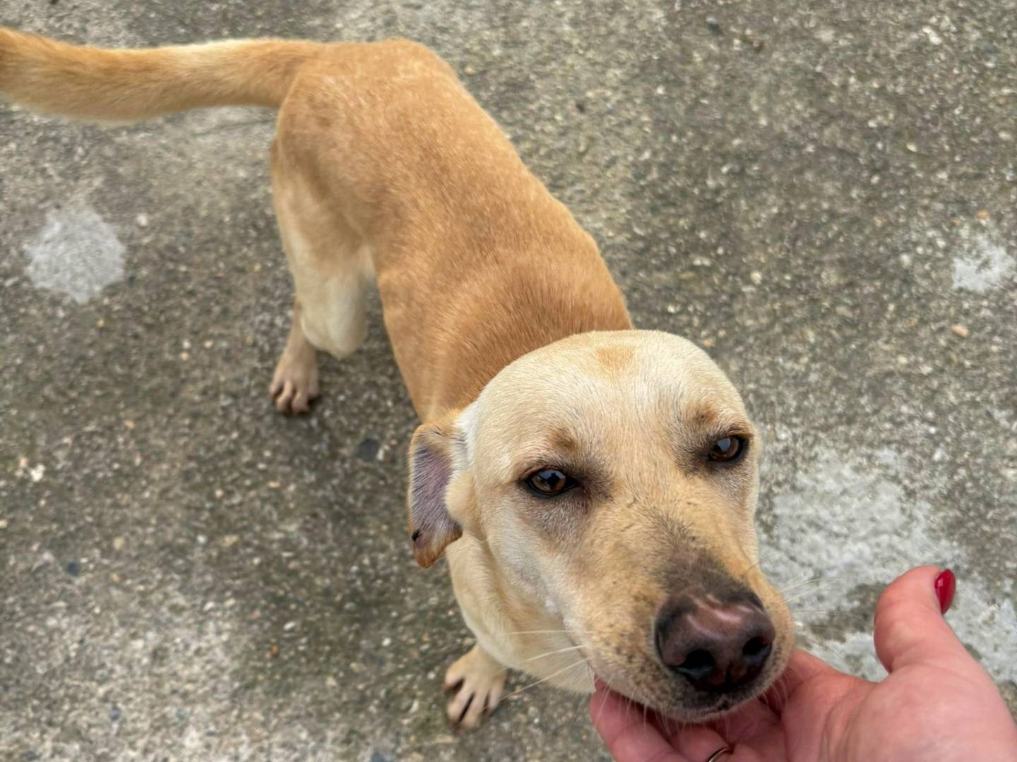 Adozione cane, maschio, Razza sconosciuta Razza sconosciuta, 1 anno e 2 mesi, taglia media contenuta, Crotone