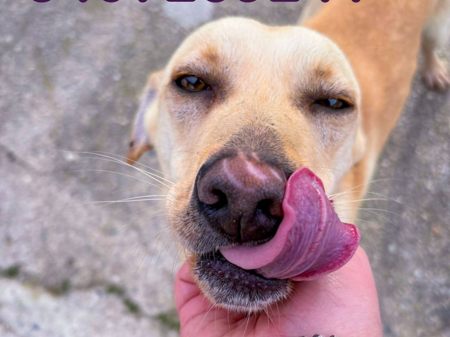 Adotta un cane, taglia media contenuta, maschio, Crotone