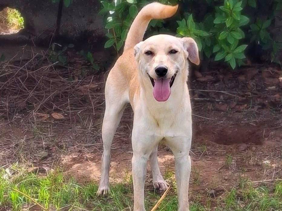 Vuoi adottare un cane a Crotone?