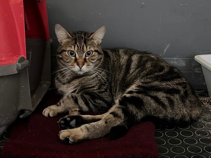 Adozione gatto, femmina, Razza sconosciuta Razza sconosciuta, 3 anni e 1 mese, taglia non valida, Messina