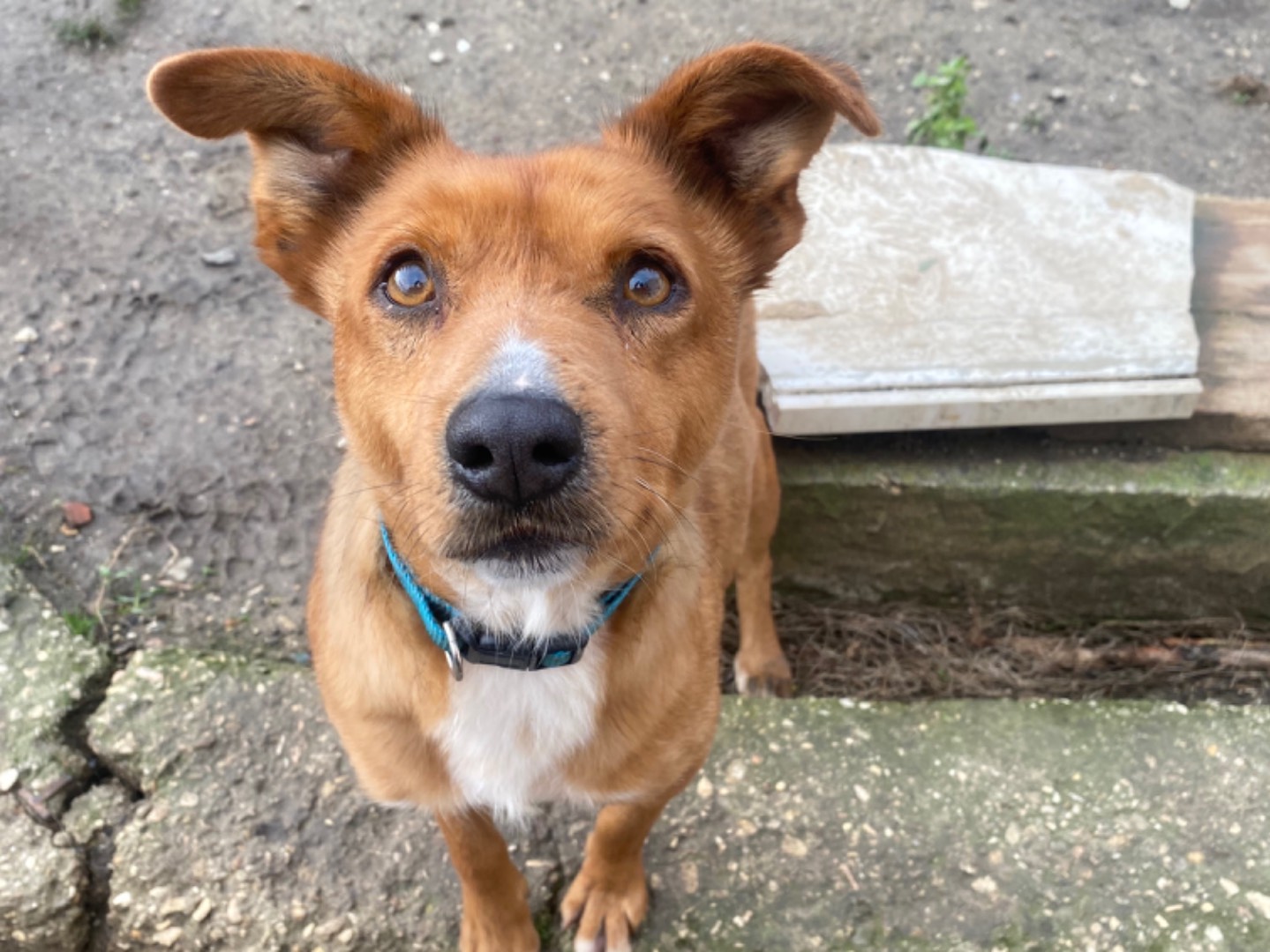 Adozione cane, maschio, Razza sconosciuta Razza sconosciuta, 6 anni e 8 mesi, taglia piccola, Teramo