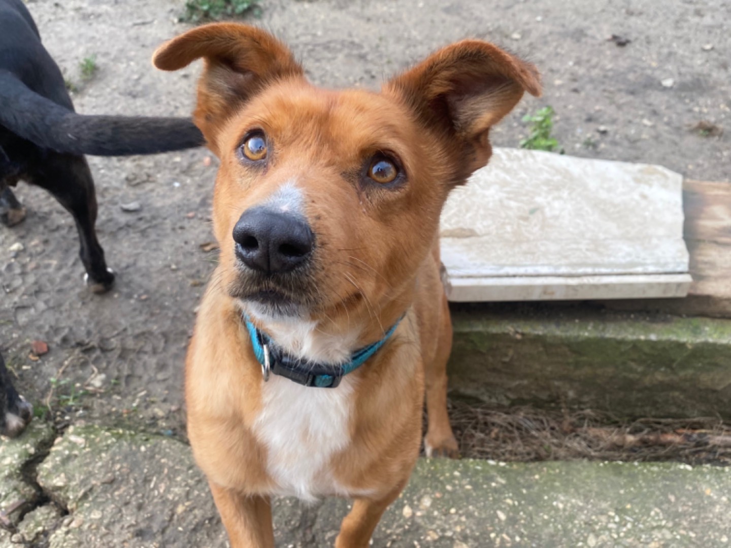 Adotta un cane, maschio, 6 anni e 8 mesi, Teramo