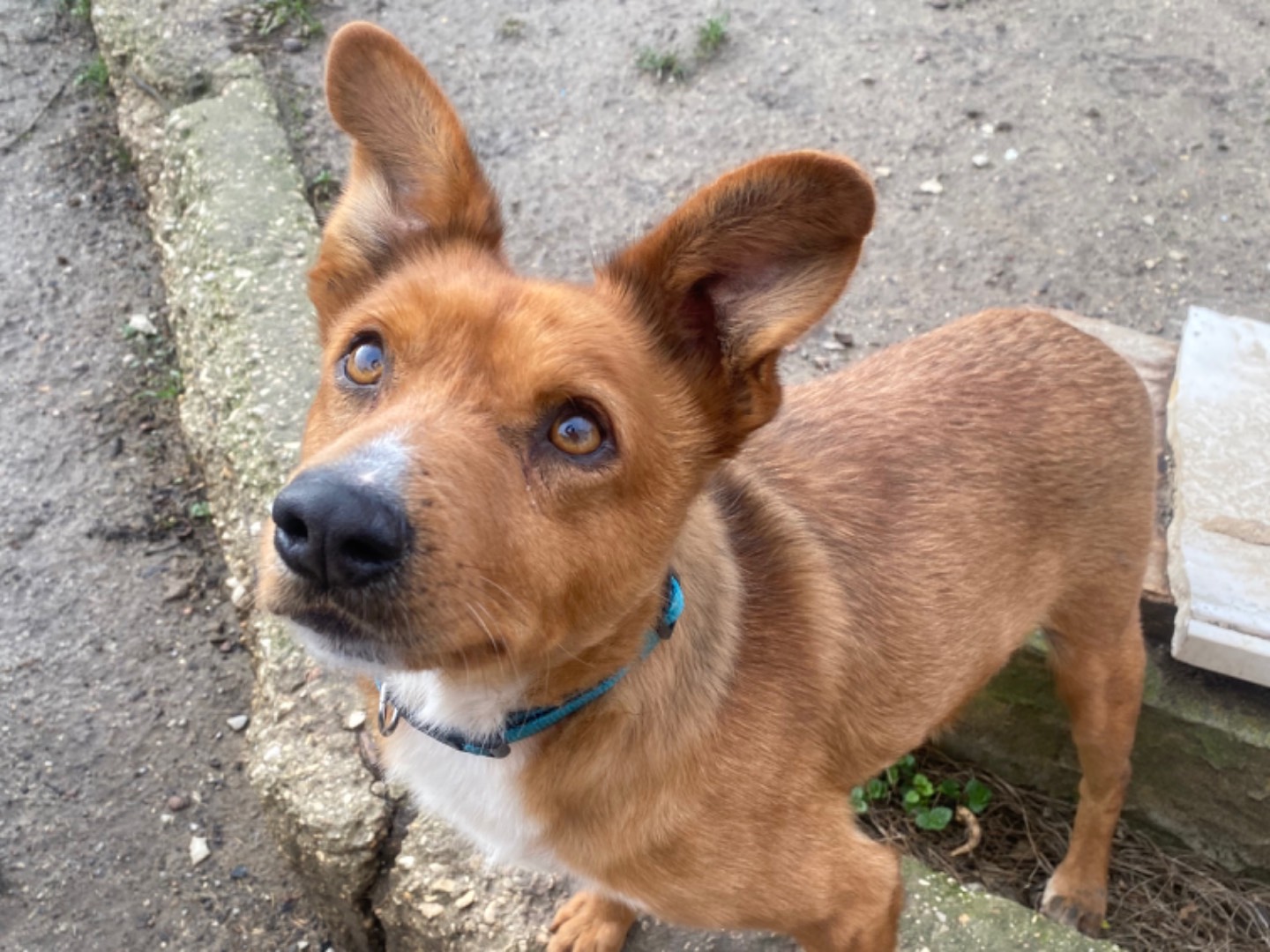 Adotta un cane, taglia piccola, maschio, Teramo