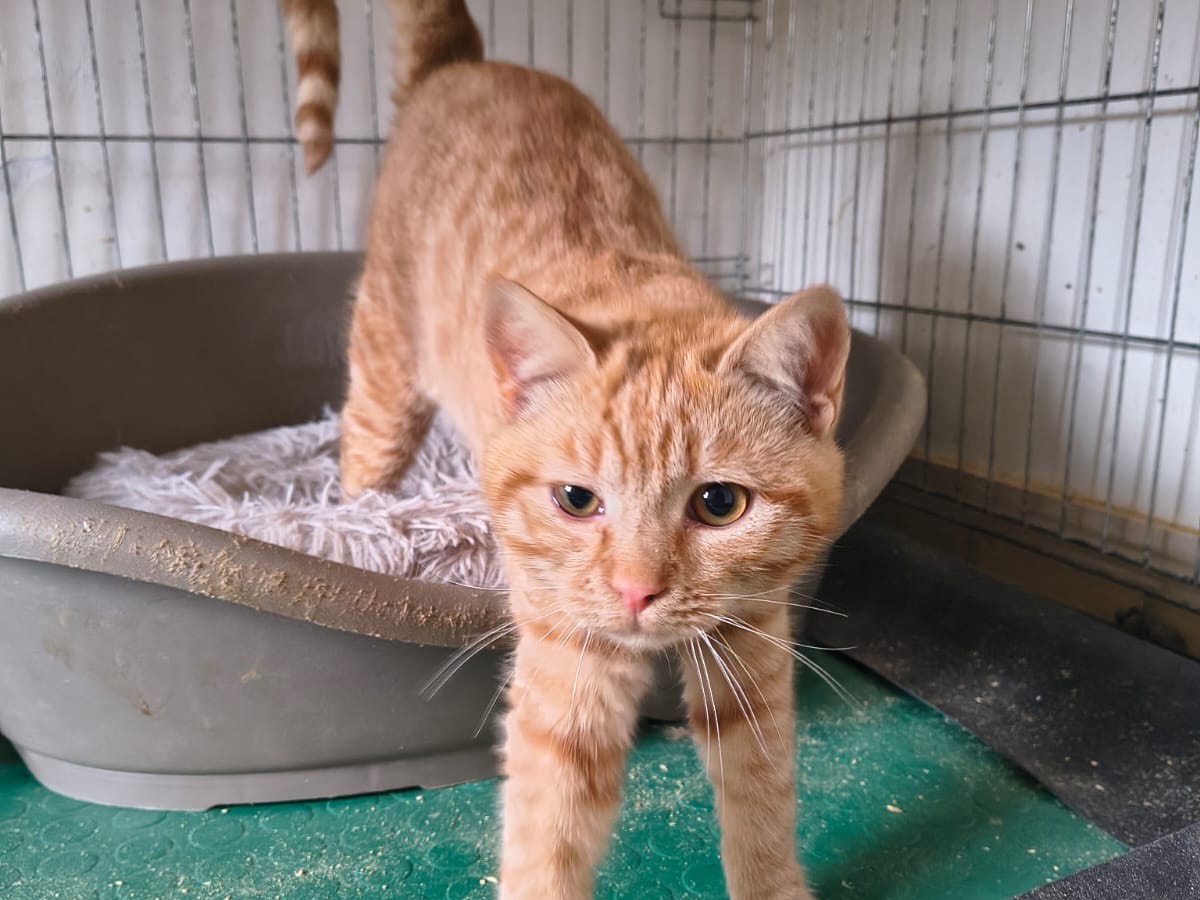 Adotta un gatto, maschio, 5 mesi, Teramo