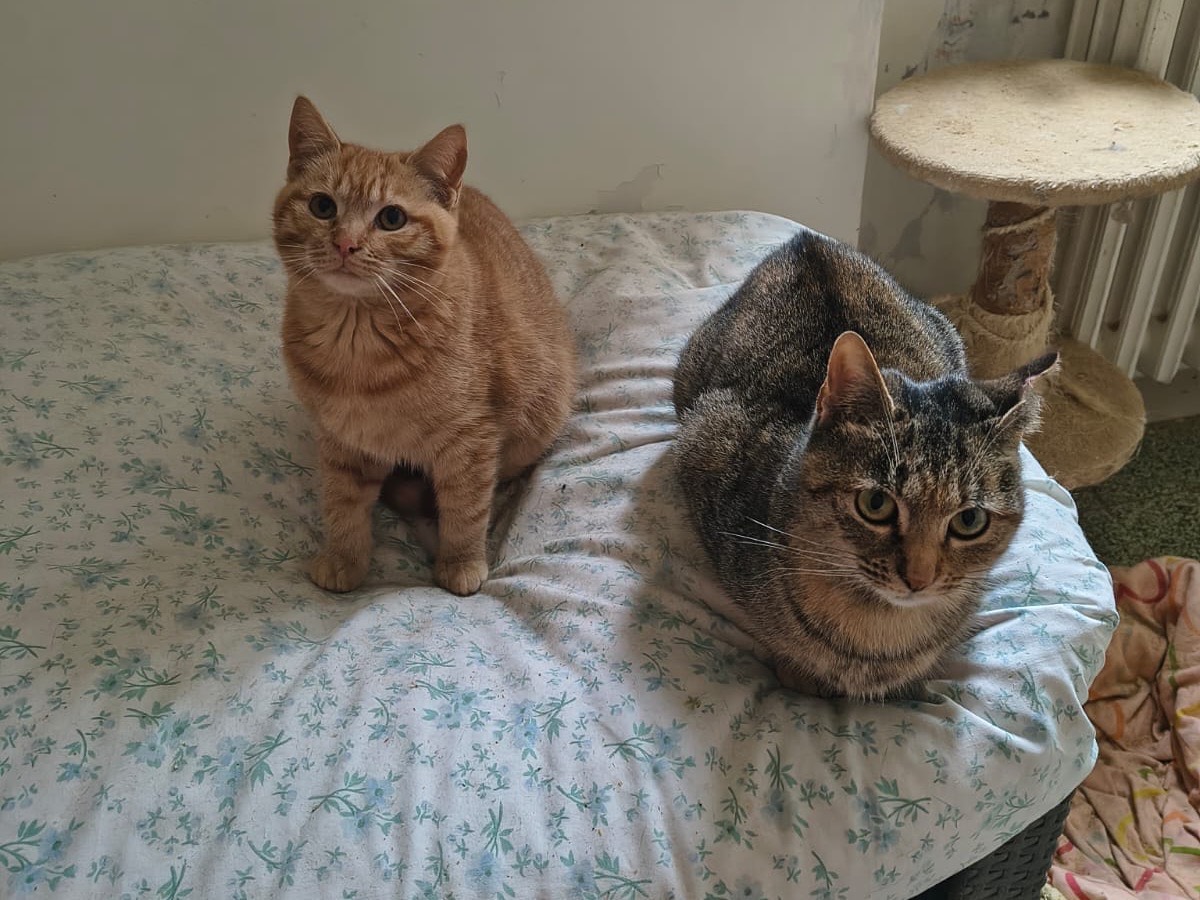 Adotta un gatto, taglia non valida, maschio, Teramo