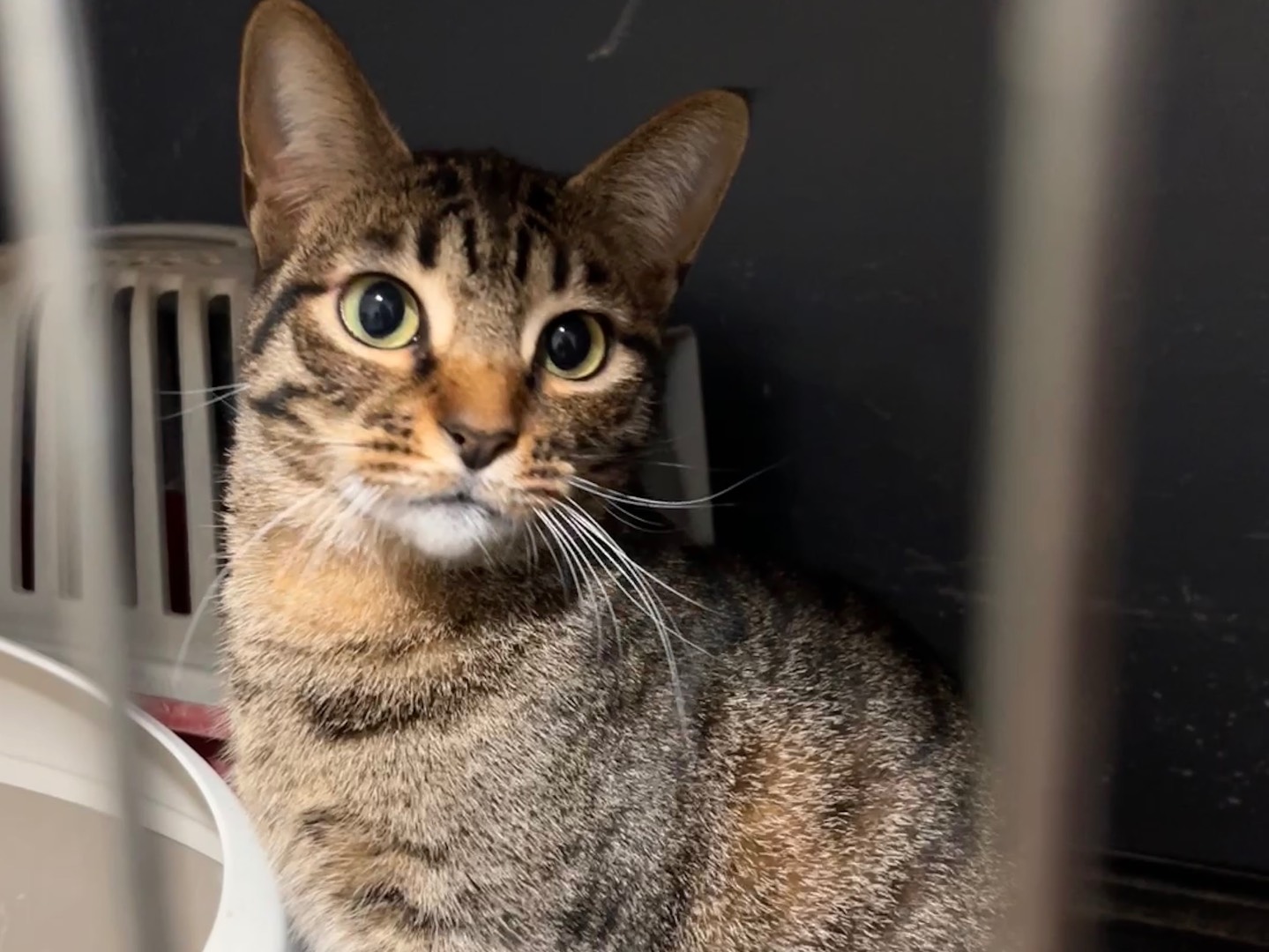 Adozione gatto, femmina, Razza sconosciuta Razza sconosciuta, 3 anni e 1 mese, taglia non valida, Messina