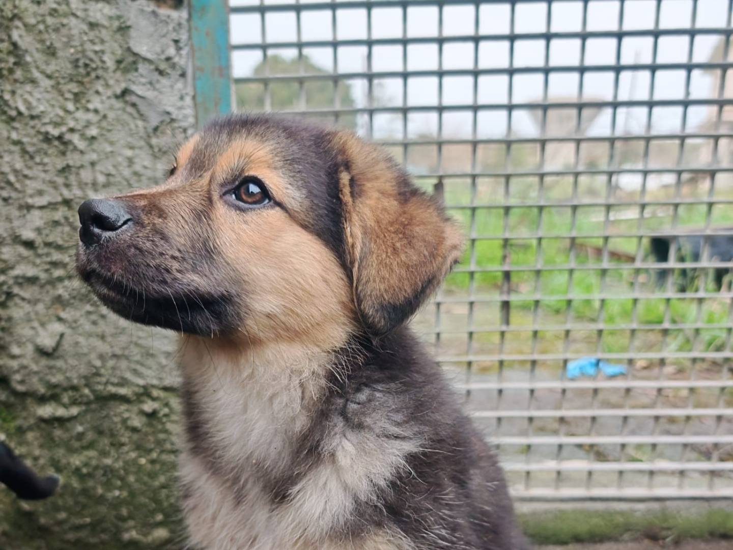 Vuoi adottare un cane a Crotone?