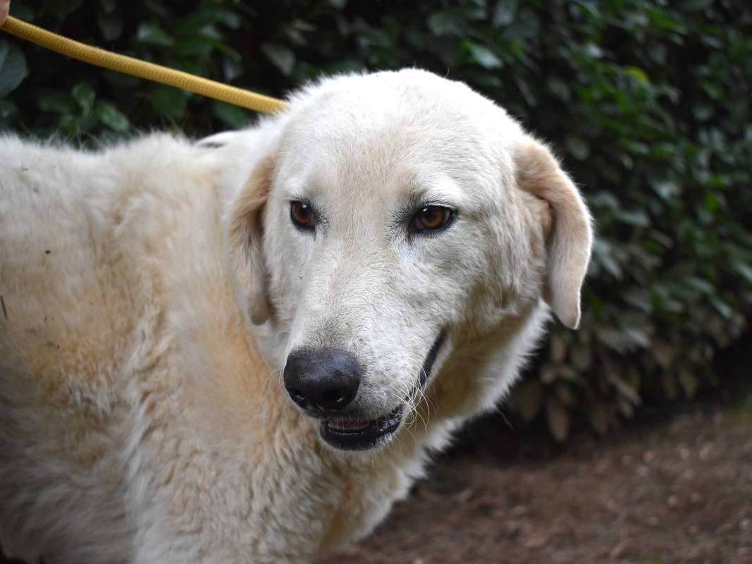 Adozione cane, maschio, Pastore maremmano Razza sconosciuta, 3 anni e 3 mesi, taglia grande, Roma