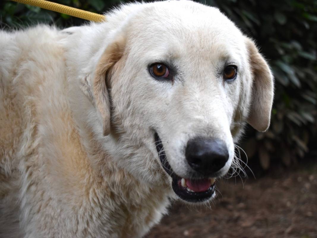 Adotta un cane, maschio, 3 anni e 3 mesi, Roma